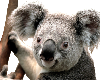 Koala Support Sticker