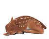 Sweet Sleeping Deer