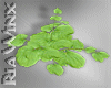 Cantaloupe Vines