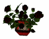 Dozen black/red rose pot