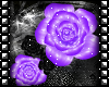 Sinz | Rose Purple Black