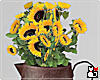 *Vintage Vase Sunflowers