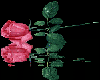 Single Pink Rose Refleti