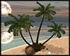 Island Beach Palm /Trees