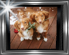 ! cute dogs pic