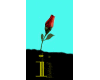 say it with a rose