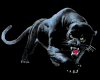 6v3| Black Cat