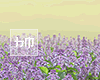 ɦɱ™ Lavender Filed