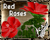 Roses In Bloom Red