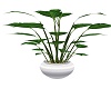 white vase plant 