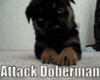 Dog Doberman