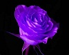 Purple Rose Petal Toss