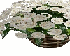 Flowers  White Weddig