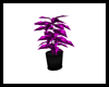 Club Purple Potted Plant