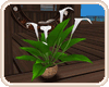 [A] LaPlaya Potted Lily
