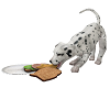 Dalmatian eating dog