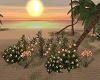 Sunset Romantic Beach