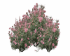 Bush Pink Flowers
