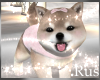 Rus Bliss Shiba Puppy 6