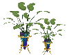 Double Plants