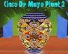 Cinco de Mayo Plant 2