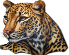 Beautiful Jaguar Head 2