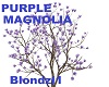 PURPLE MAGNOLIA