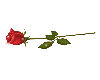 a single rose