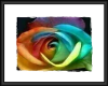 [LM] Pride Rose Framed