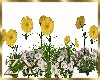 ZY; Garden Daisy Flower