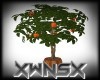 Mini Orange Tree