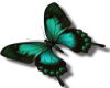 green butterfly R