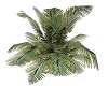 Tropical Plant 3