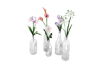 Bottled Flowers