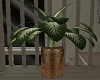 [Naya] Plant*1