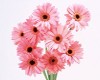 [BOO]Pink Daisy Tail