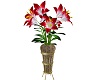 Potted Lily Flower Plant