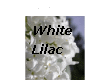 WhiteLilac