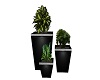 3 potted plants