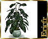 [Efr] Monstera Plant