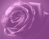 *lp Purple Flower