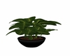 Black potted plant 2