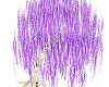 Fairy Purple Willow