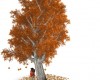 Autumn Maple Kiss Tree