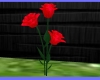 AMC Red Rose