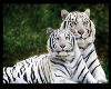 HB* Majetic White Tigers