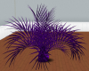 Dracanea Palm Purple
