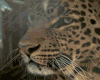 Animated Wild Leopard