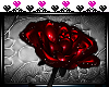 [Night] Taurus rose