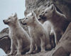 3 cub wolves